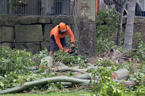 Trusted Las Lomas, CA Tree Care  Experts